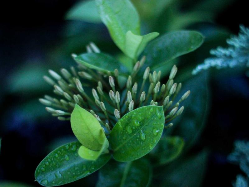 Afeitado con Navaja Santo Domingo